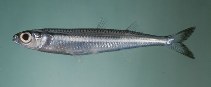 Image of Hypoatherina tropicalis (Whitley\