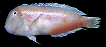 Image of Iniistius brevipinnis 