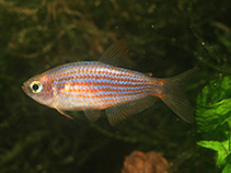 Image of Inpaichthys parauapiranga 