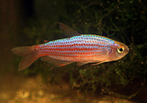 Image of Inpaichthys parauapiranga 