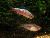 Image of Inpaichthys parauapiranga 