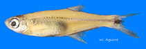 Image of Iotabrycon praecox 