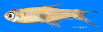 Image of Iotabrycon praecox 