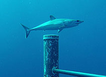Image of Isurus oxyrinchus (Shortfin mako)