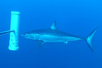 Image of Isurus oxyrinchus (Shortfin mako)