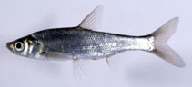 Image of Ischikauia steenackeri 