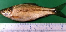 Image of Labeo angra 
