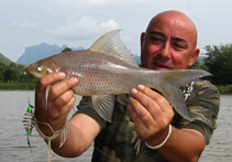 Image of Labeo barbatulus 