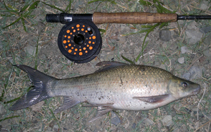 Image of Labeo capensis (Orange river mudfish)