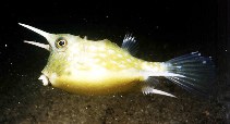Image of Lactoria cornuta (Longhorn cowfish)