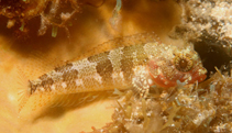 Image of Gobioclinus gobio (Palehead blenny)