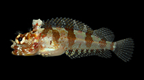 Image of Gobioclinus kalisherae (Downy blenny)