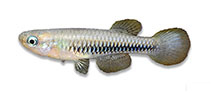 Image of Lacustricola katangae (Striped topminnow)