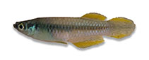 Image of Lacustricola lualabaensis (Lualaba lampeye)