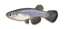 Image of Lacustricola petnehazyi 
