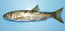 tn_Lecar_u0.jpg
