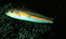 Image of Leptojulis chrysotaenia (Ochreband wrasse)