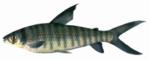 Image of Leporinus altipinnis 