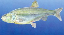 Image of Leuciscus merzbacheri 