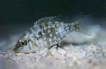 Image of Lethrinus obsoletus (Orange-striped emperor)