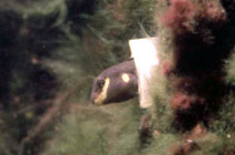 tn_Libau_m0.jpg