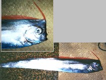 Image of Lophotus capellei (Unicornfish)