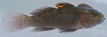 Image of Lophogobius cristulatus 