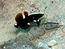 Image of Lotilia graciliosa (Whitecap goby)