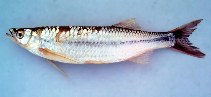 Image of Luciosoma bleekeri 