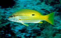 Image of Lutjanus fulviflamma (Dory snapper)