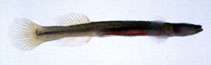 Image of Luciogobius pallidus 