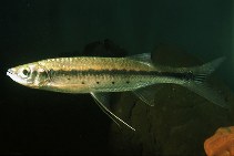 Image of Luciosoma pellegrinii 