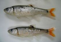 Image of Coccotis zonistius (Bandfin shiner)