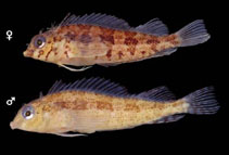 Image of Malacoctenus costaricanus 