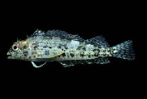 Image of Malacoctenus sudensis 