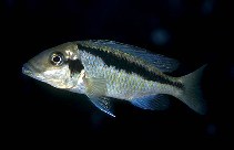 Image of Mylochromis lateristriga (Basket hap)