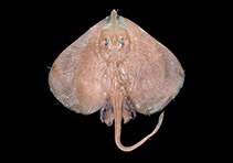 Image of Malacoraja obscura (Brazilian soft skate)