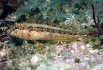Image of Malacoctenus hubbsi (Redside blenny)