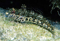 Image of Malacoctenus sudensis 