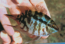 Image of Mesonauta acora 