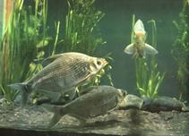 Image of Megalobrama amblycephala (Wuchang bream)