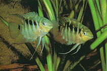 Image of Mesonauta festivus (Flag cichlid)