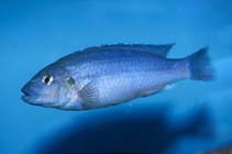 Image of Melanochromis lepidiadaptes 