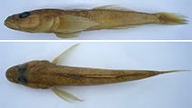 Image of Mesogobius nonultimus 