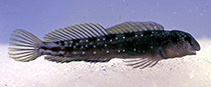 tn_Mibau_u0.jpg