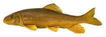Image of Moxostoma antelunare (Apalachicola redhorse)