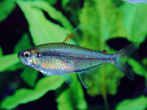 Image of Hemigrammus collettii 