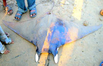 Image of Mobula eregoodoo (Longhorned pygmy devil ray)