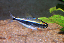 tn_Mohei_m1.jpg