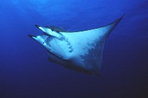 Image of Mobula mobular (Spinetail devil ray)